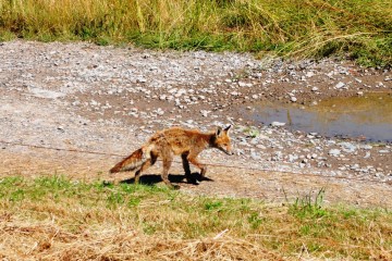 Fuchs auf Hiddensee